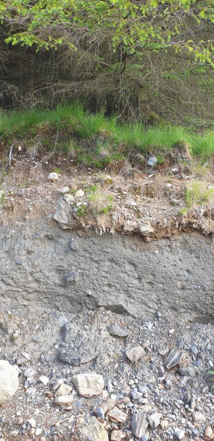 An exposed profile of a gleysol in West Scotland. Cultivation of the top layer with conifers seems to have aerated it somewhat and  made for a more podzol-like top layer.