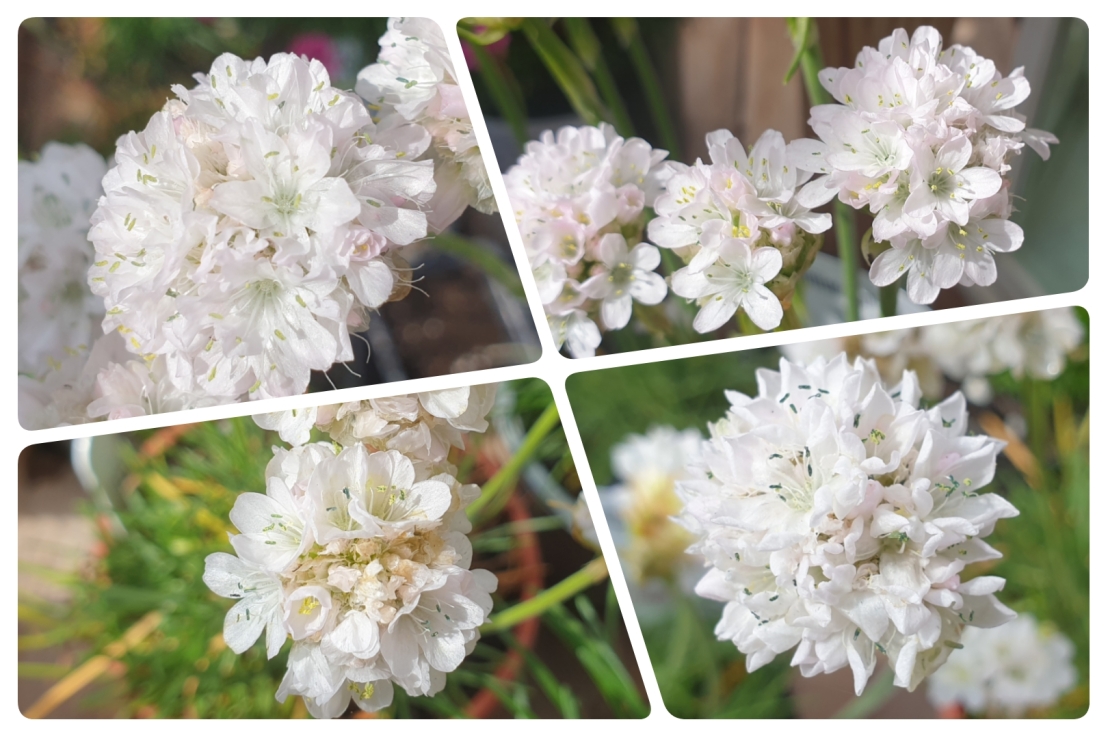 A Gentle Introduction to Armeria